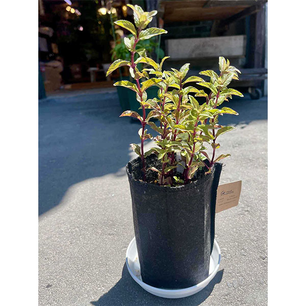 30個パック 3.5インチ クリア 育児用ポット バラエティパック 庭栽培植木鉢 30個パック 3.5インチ クリア 育児用ポット バラエティパック 庭栽培